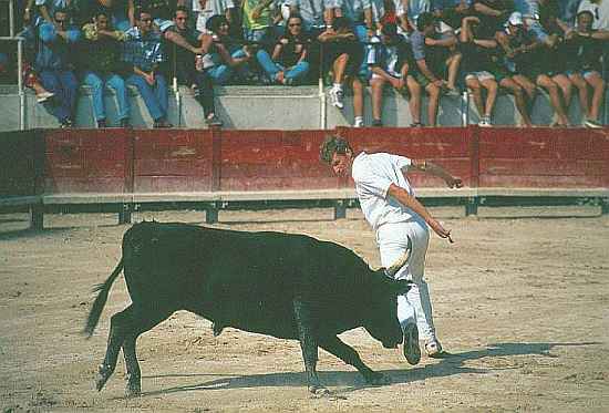 Languedoc photo - Course Camarguaise