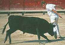 Course camarguaise