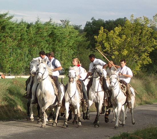 Languedoc Photo - Fetes votives, Saussines