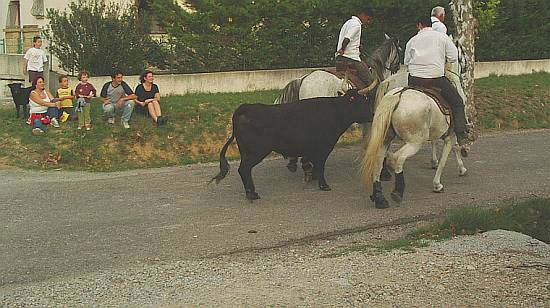  Languedoc Photo - Fetes votives, Saussines