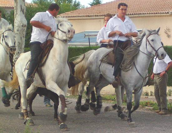 Languedoc Photo - Fetes votives, Saussines