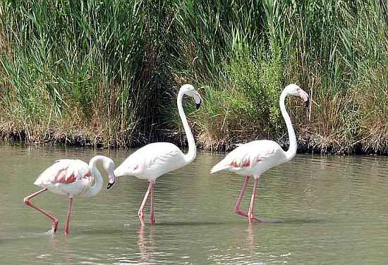 Languedoc photo - flamingos