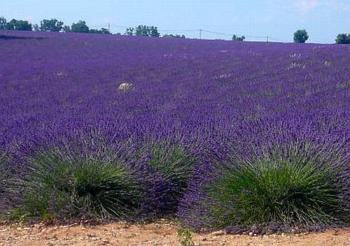 Languedoc photo - Lavender crop, Lunel