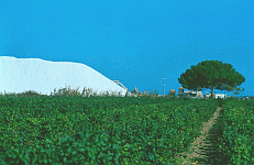 Salt mountain and vines