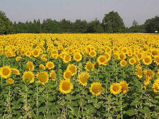 Languedoc photo - sunflowers
