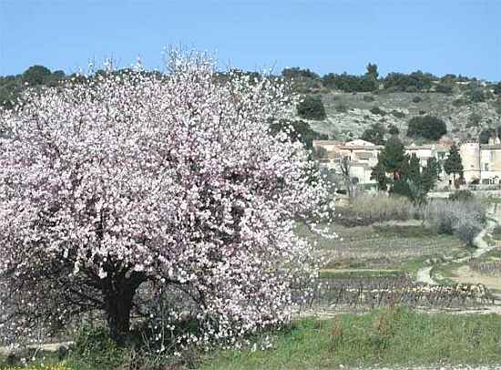 Languedoc photo - Arbores
