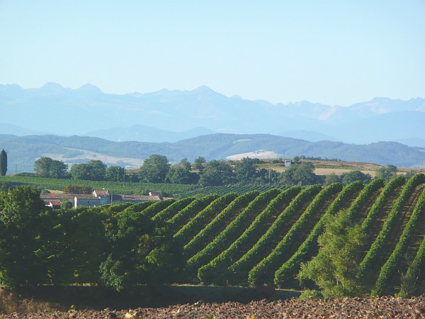 Aude vignes near Chateau Lasserre